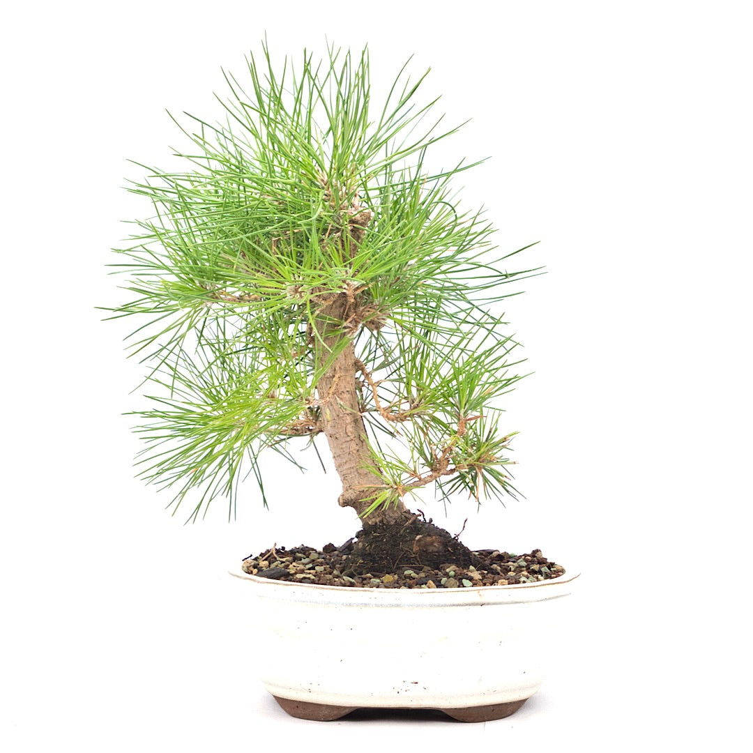 Japanische Schwarzkiefer 'Pinus thunbergii'